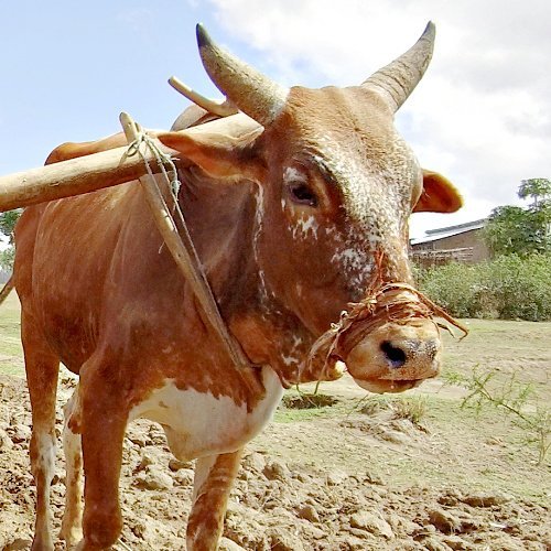 I’m going to milk the cow